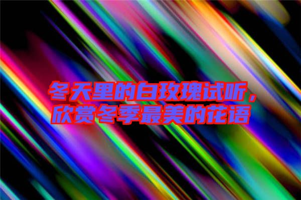 冬天里的白玫瑰试听，欣赏冬季最美的花语